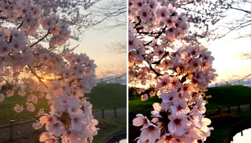 桜の画像

