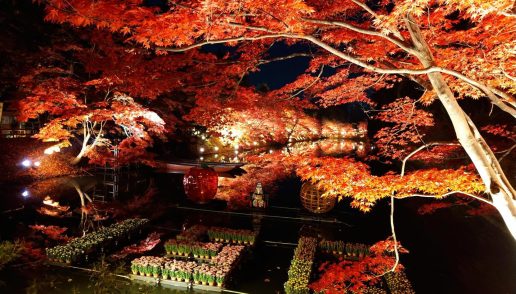 日常＠菊と紅葉まつり