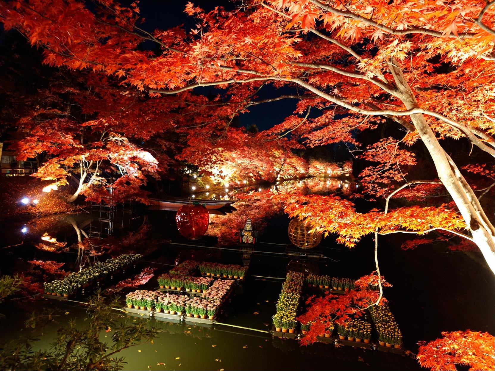 日常＠菊と紅葉まつり